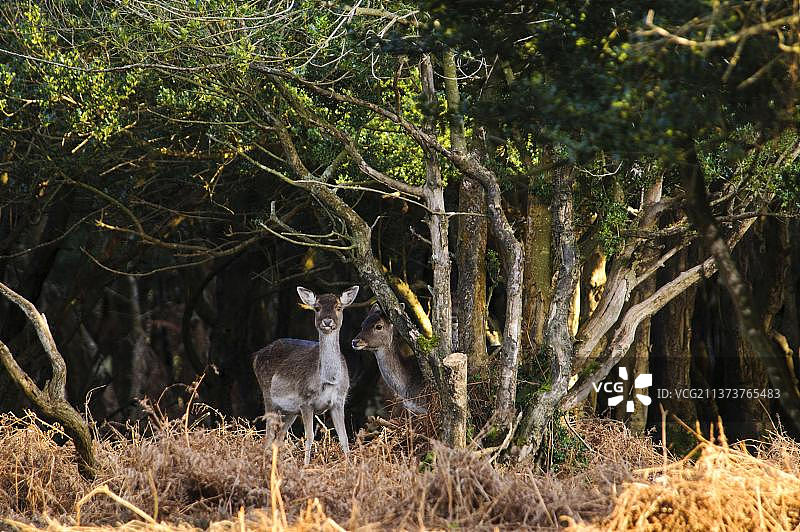 英国茂密林地中两只黇鹿幼鹿图片素材