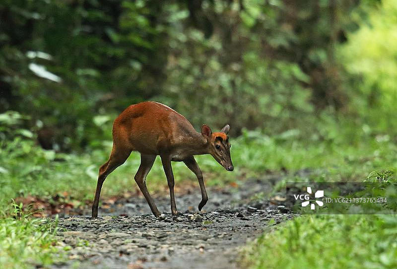 印度麂成年雌性在森林中图片素材