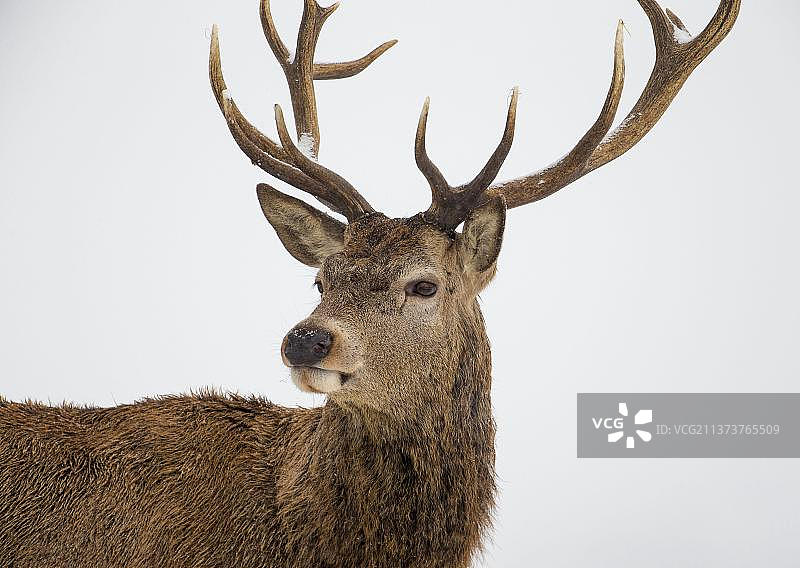 红鹿特写，位于英国萨里里士满公园图片素材