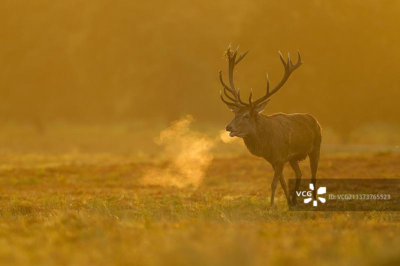 清晨时分，英国莱斯特郡布拉德盖特公园里正在发情吼叫的赤鹿图片素材