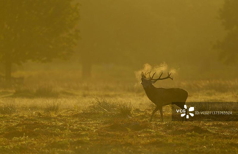 清晨时分，英国莱斯特郡布拉德盖特公园里正在发情吼叫的赤鹿图片素材