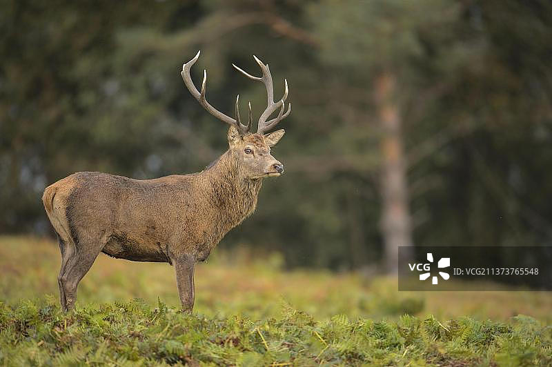 欧洲英国莱斯特郡布拉德盖特公园发情期的红鹿图片素材