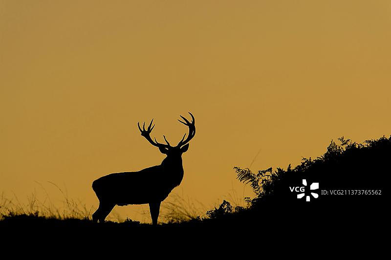 黄昏时分的成熟红鹿，英国莱斯特郡布拉德盖特公园图片素材