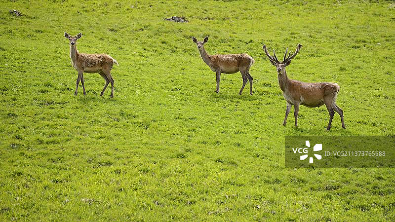 欧洲意大利阿尔卑斯山的成熟雄鹿图片素材