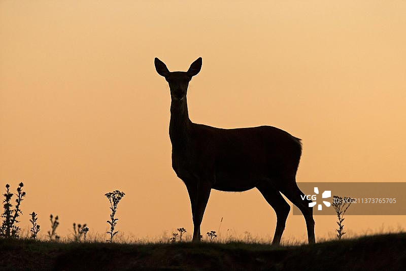 日出时分的红鹿剪影，英国萨福克郡明斯米尔RSPB保护区图片素材