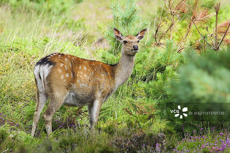 欧洲英国多塞特郡的梅花鹿图片素材
