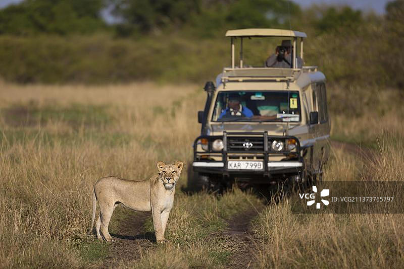 马赛狮，坦桑尼亚塞伦盖蒂国家公园图片素材