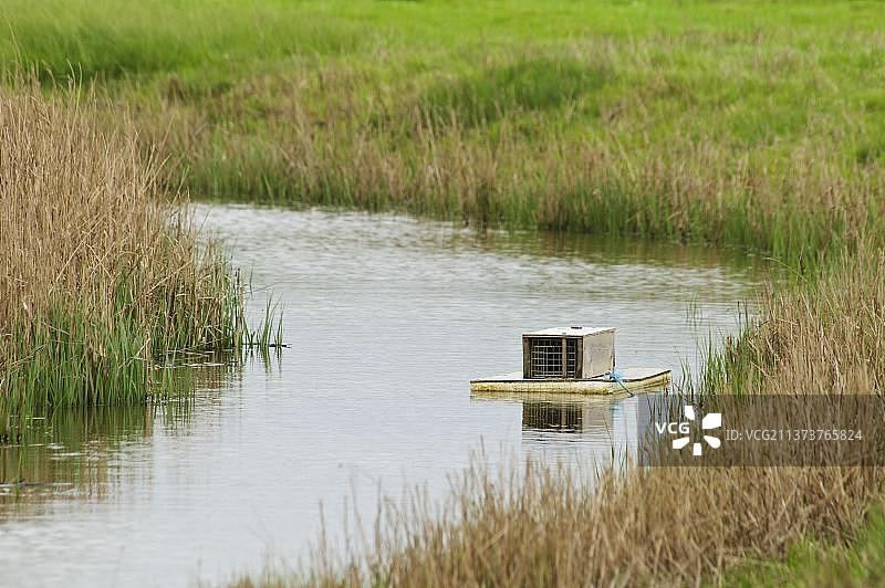 美洲水貂（Mustela vison），水貂物种，貂物种，掠食者，哺乳动物，动物，引进害虫物种控制，小溪中带有陷阱的漂浮木筏，埃尔姆利沼泽国家自然保护区图片素材