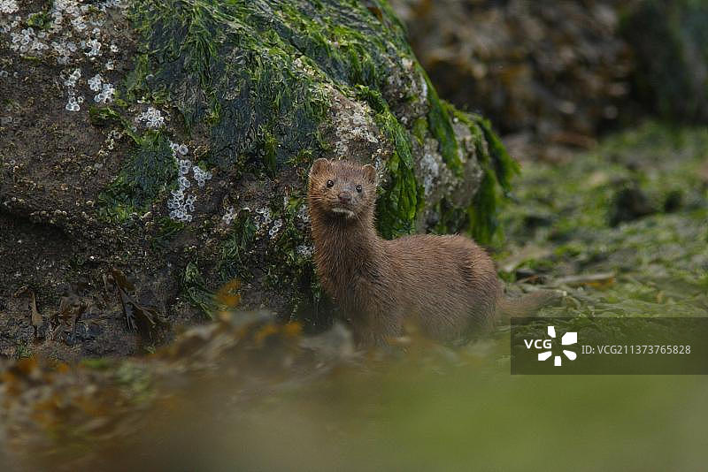 美洲水貂成年个体，站立在海岸线上，加拿大不列颠哥伦比亚省佐治亚海峡图片素材