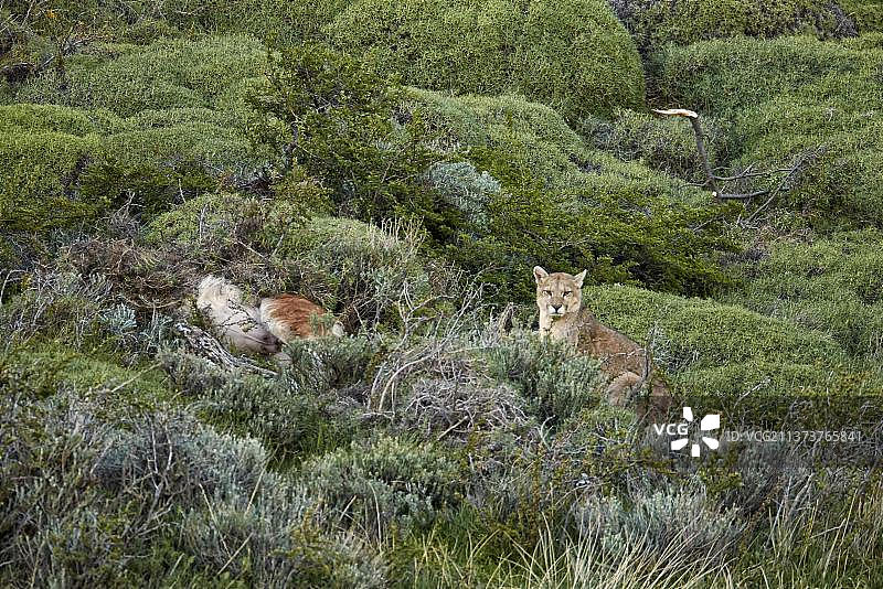 美洲狮(Puma concolor puma)成年雄性,坐在半掩盖的原驼(Lama guanicoe)猎物旁,位于南美洲智利南部巴塔哥尼亚的百内国家公园图片素材