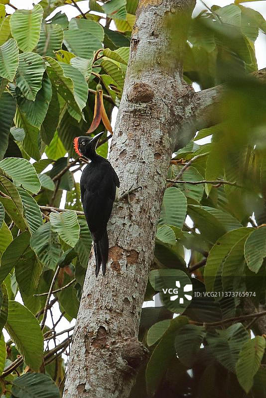 白腹黑啄木鸟，马来西亚塔曼尼加拉国家公园图片素材