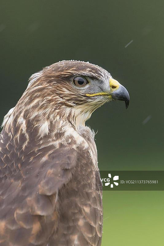 成年草原秃鹰(Buteo Buteo)，头部带有雨滴的特写镜头，在雨季，英国，十月(人工饲养)图片素材