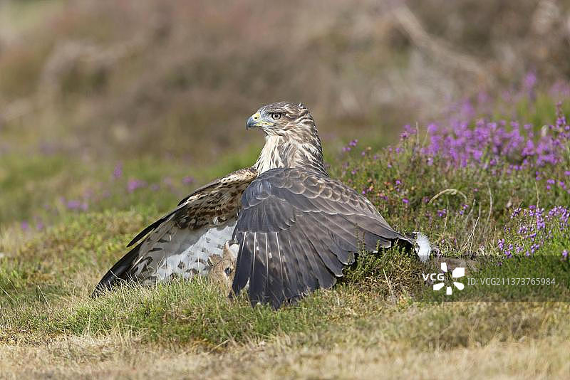 普通鵟捕食欧洲兔，位于英国荒地图片素材