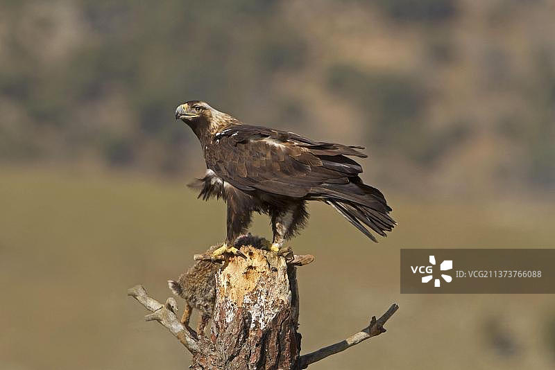 西班牙皇鹰（Aquila adalberti）成年，捕获兔子，西班牙卡斯蒂利亚-莱昂，欧洲图片素材
