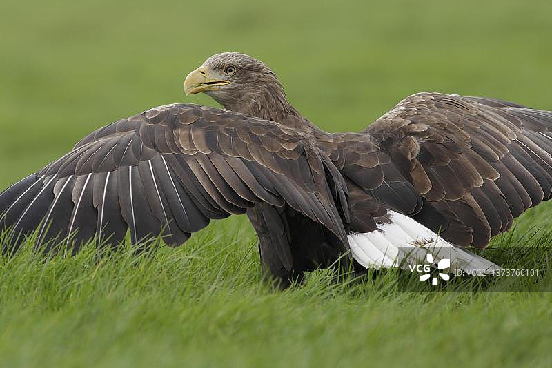 英格兰北约克郡圈养白尾海雕雌鸟展翅图片素材
