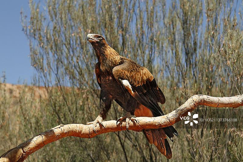 楔尾鹰成鸟栖息在树枝上，澳大利亚北领地乌鲁鲁卡塔丘塔国家公园图片素材