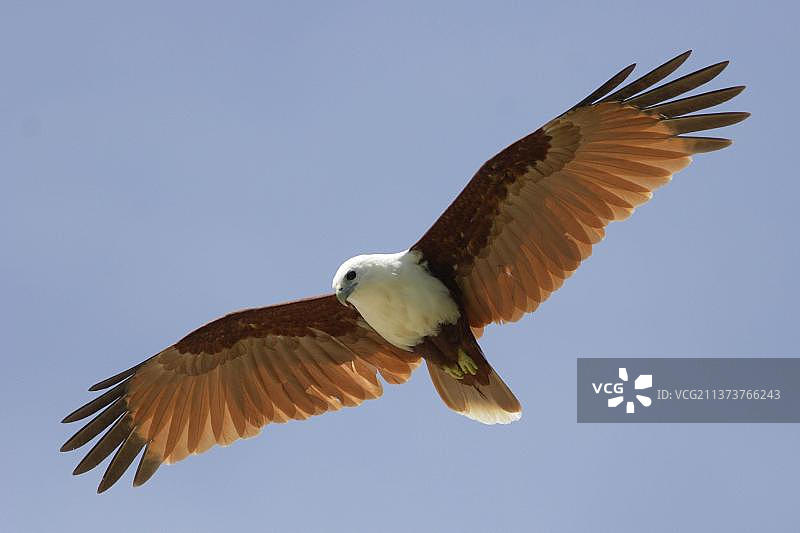 栗鸢成鸟飞行，新不列颠图片素材