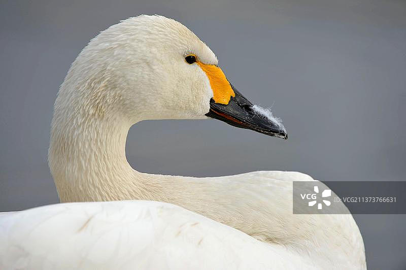 成年小天鹅头部和颈部特写，斯利姆布里奇，格洛斯特郡，英格兰，英国，欧洲图片素材