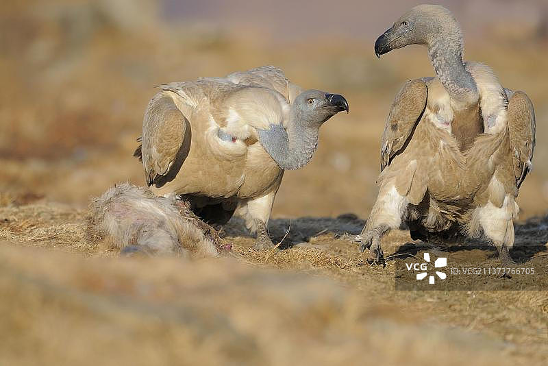 两只成年兀鹫在山顶悬崖上争夺诱饵，南非德拉肯斯堡巨人城堡国家公园图片素材