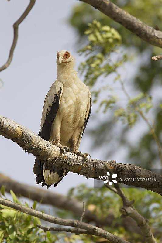 非洲冈比亚，坐在树枝上的棕榈果秃鹰（非洲棕榈鹫）图片素材