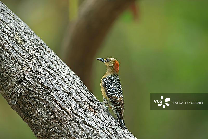 红冠啄木鸟（Melanerpes rubricapillus terricolor），成年雌性，嘴里叼着昆虫，抓住树枝，多巴哥，特立尼达和多巴哥，中美洲图片素材