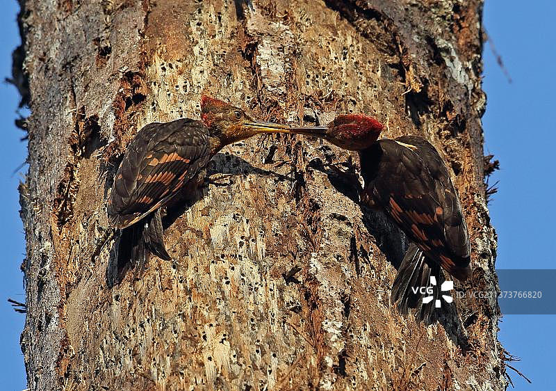 橙背啄木鸟，成年雄鸟幼鸟攀附树干，马来西亚国家公园图片素材