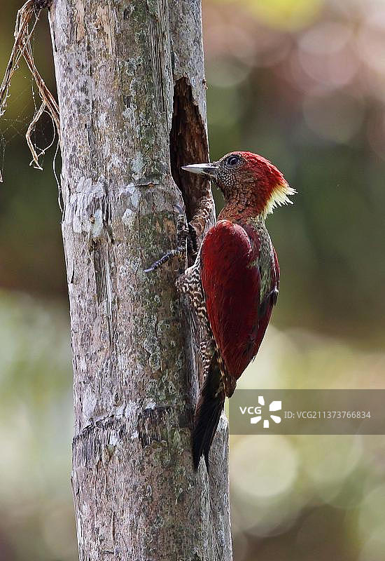 马来西亚国家公园：在树干巢穴中的带状啄木鸟（斑姬啄木鸟马来西亚亚种）成年雌鸟图片素材