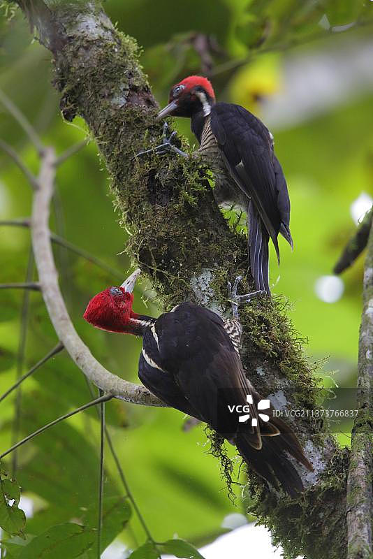 淡喙啄木鸟（Campephilus guatemalensis）成年雄性和幼鸟在树枝上觅食，位于哥斯达黎加拉塞尔瓦生物站，中美洲图片素材