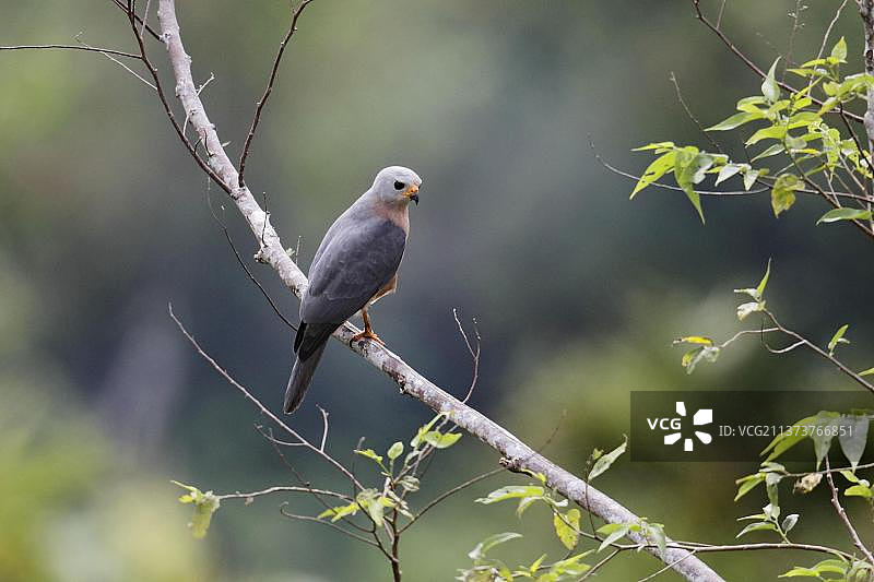 变化苍鹰（Accipiter hiogaster lavongai）成年，栖息在树枝上，新爱尔兰莱莱特高原，俾斯麦群岛，巴布亚新几内亚，大洋洲图片素材