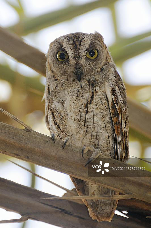 索科特拉角鸮，栖息在树上，索科特拉群岛，也门，亚洲图片素材
