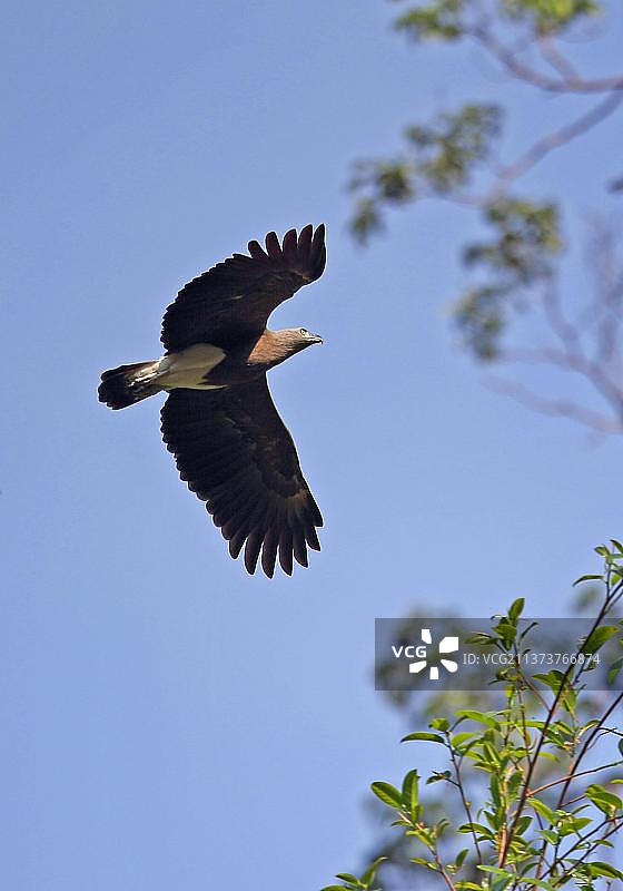 鱼鹰（成年，飞行中），马来西亚塔曼尼加拉国家公园图片素材