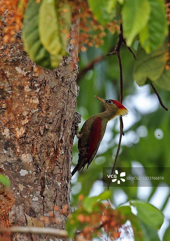 红翅啄木鸟，动物，鸟类，红翅啄木鸟（雌性），攀附在树干上图片素材