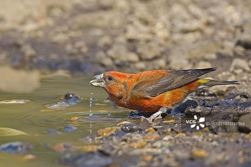 红交嘴雀，在水坑中饮水，英国诺福克图片素材