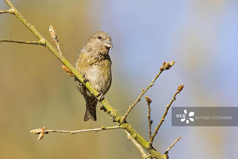 栖息在树枝上的红交嘴雀成年雌鸟图片素材