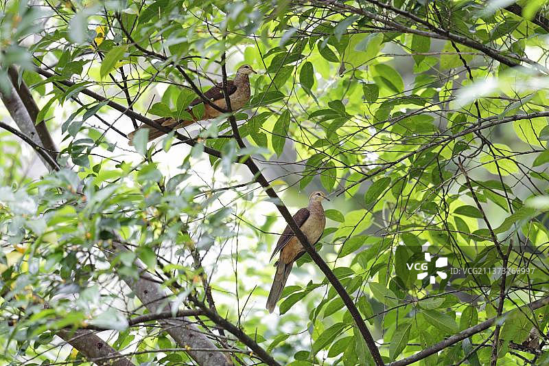 长嘴鹃鸠(Macropygia amboinensis carteretia)成年配偶,栖息在新爱尔兰俾斯麦群岛的树枝上,巴布亚新几内亚,大洋洲图片素材