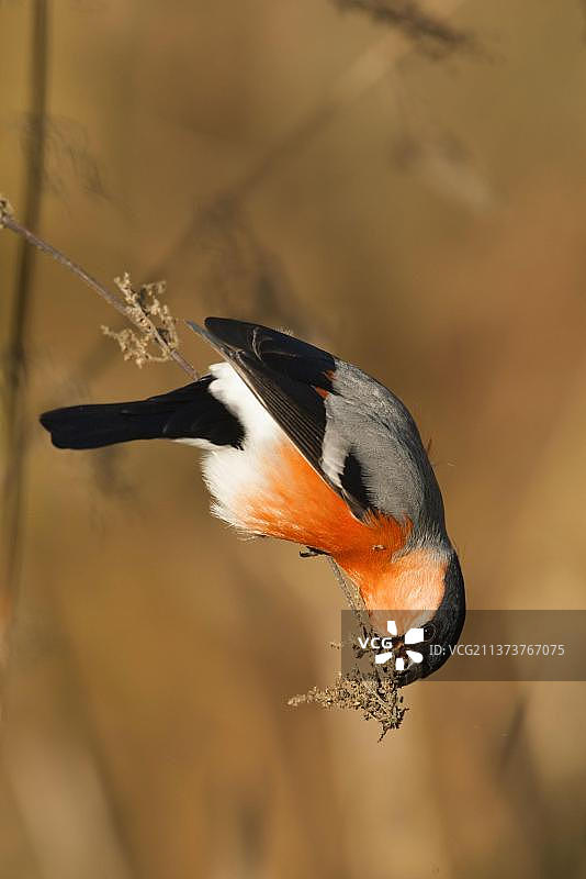 在英国诺福克郡，栖息在荨麻茎上吃荨麻籽的雄性红腹灰雀图片素材