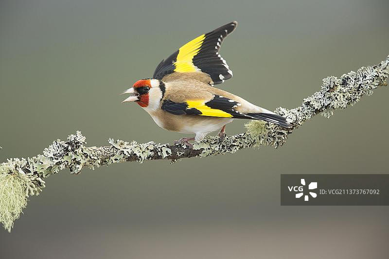 欧洲金翅雀，栖息在苏格兰地衣覆盖的树枝上图片素材