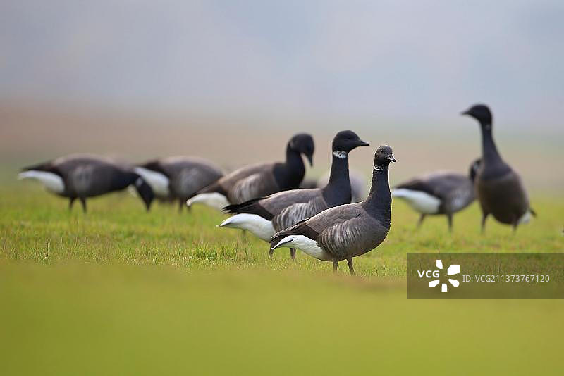 黑腹 brant 鹅群在英国诺福克放牧图片素材