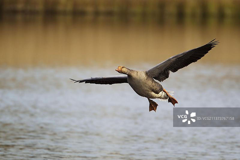 成年鸿雁飞行降落在格恩西岛水面，欧洲图片素材