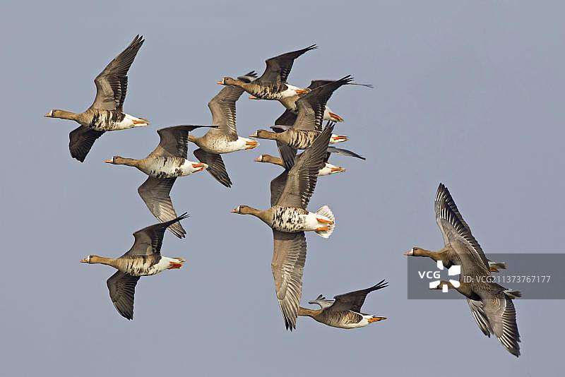 白额雁，十二只成鸟飞行中，英国格洛斯特郡图片素材