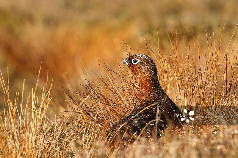 苏格兰松鸡：雄性成鸟，站立于植被中图片素材