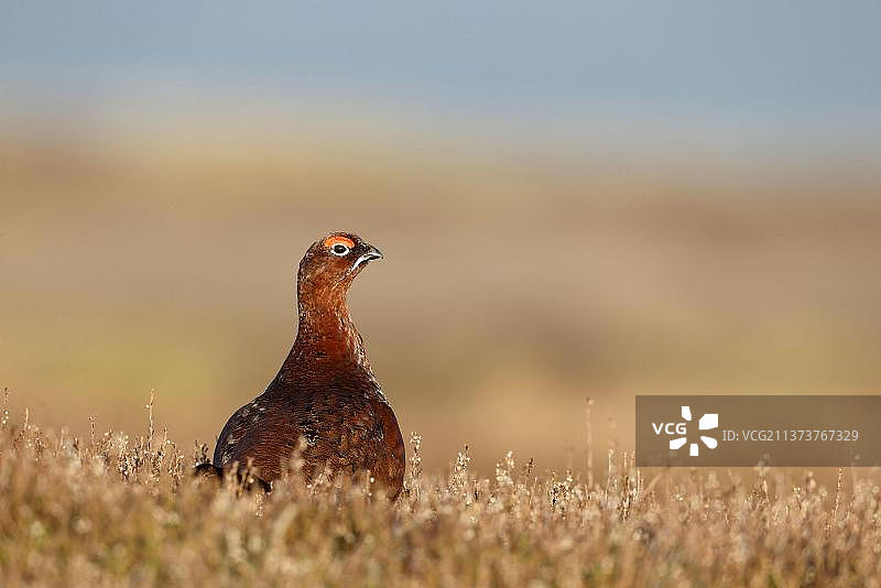 红松鸡（苏格兰雷鸟）成年雄性，站立在英国约克郡荒地的石南花丛中图片素材