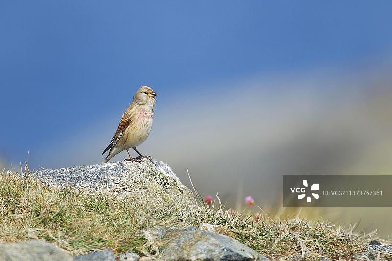 कॉमन लिननेट图片素材