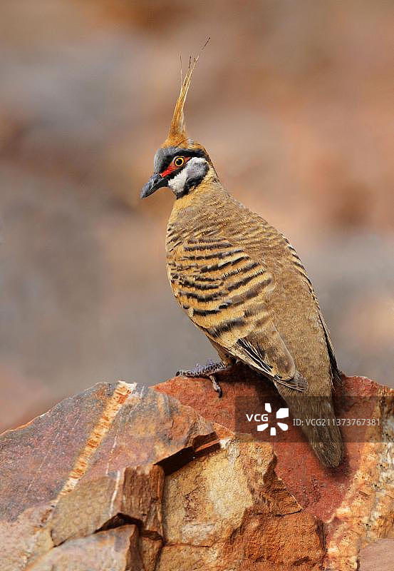 栖息在岩石上的扇尾鸠，澳洲北领地图片素材