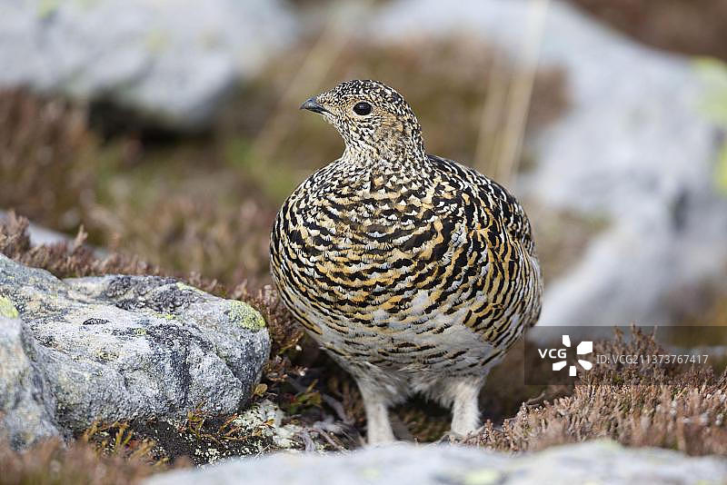 雷鸟（Lagopus muta）成年雌性，夏羽，站立于岩石间，瑞士阿尔卑斯山图片素材
