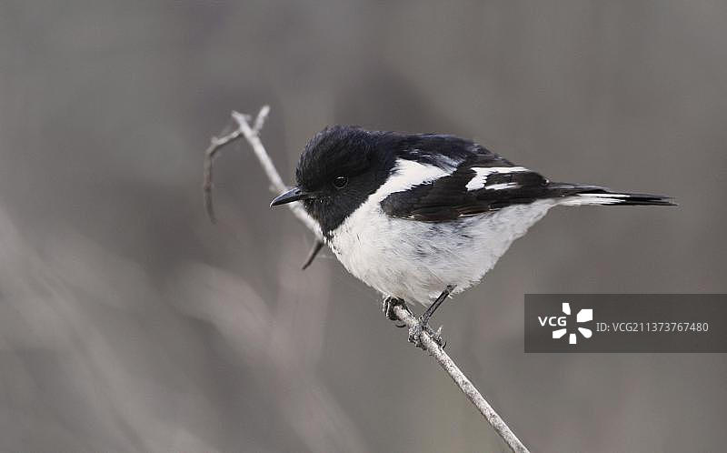 冠海豹，成年雄性，栖息在树枝上，位于澳大利亚北领地麦克唐奈山脉西部的奥米斯顿峡谷图片素材
