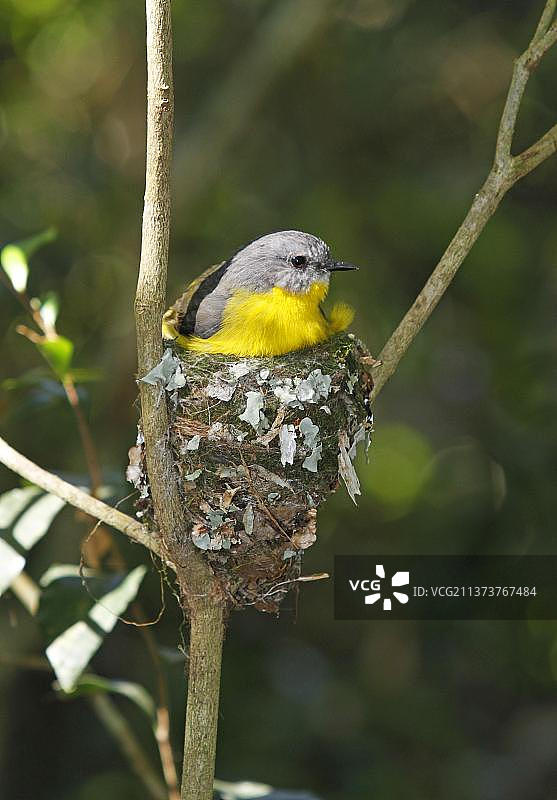 澳洲东部黄知更鸟图片素材