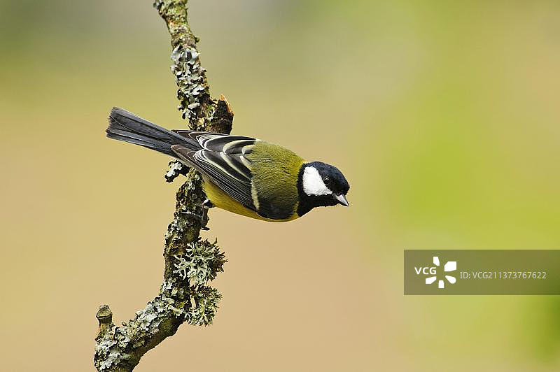 栖息在树枝上的成年山雀图片素材