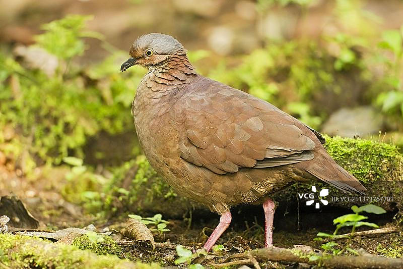 南美洲厄瓜多尔安第斯山脉的白喉鹑鸠图片素材