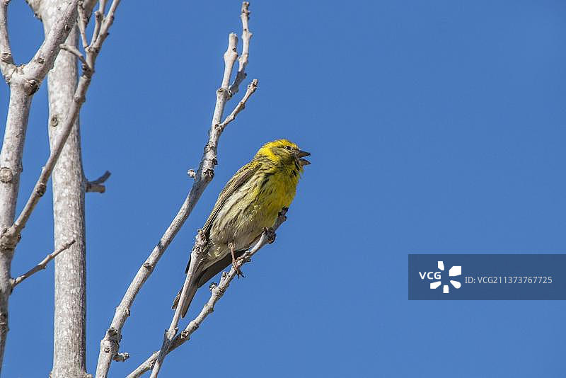 西班牙雄性金丝雀图片素材